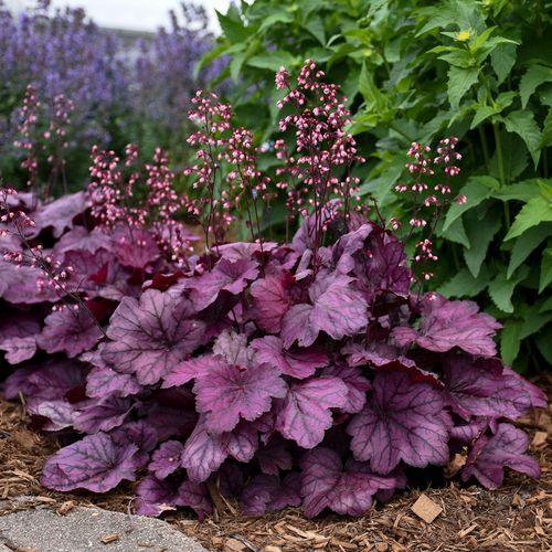 Heuchera Primo&reg; 'Wild Rose' Image