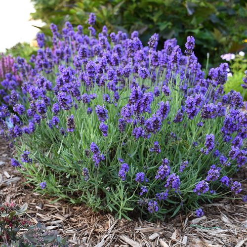 Lavandula Sweet Romance&reg; Image