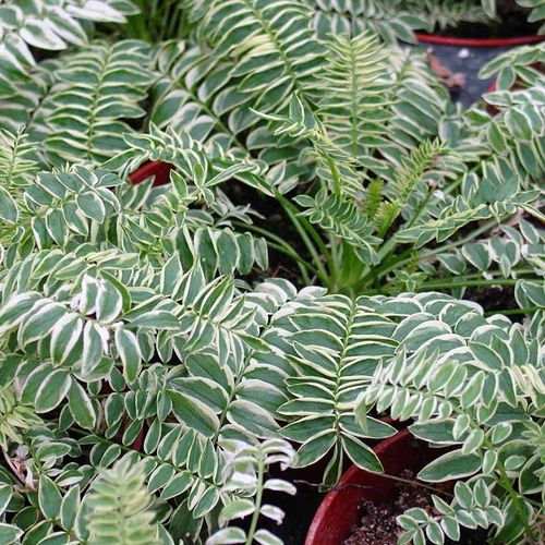 Polemonium Brise d'Anjou&trade; Image