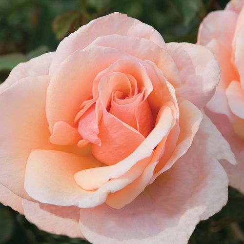 Mother Of Pearl&reg; Grandiflora Rose Image