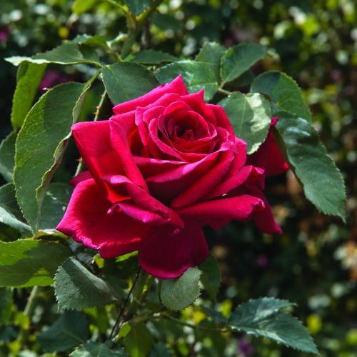 PaPa Meilland&reg; Rose Image
