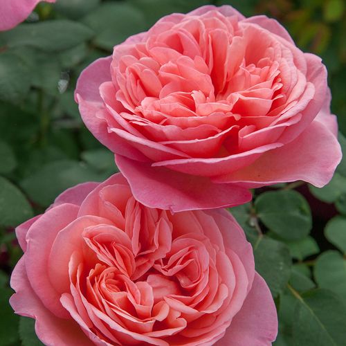 Cracknel Sweet Roses Sweet Mademoiselle™ Rose | Jackson & Perkins
