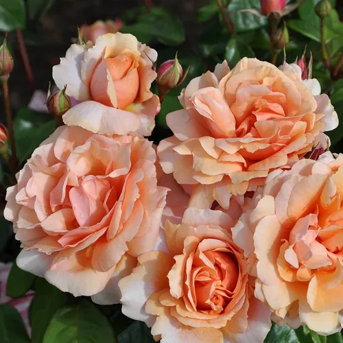 Soul Sister™ Sunbelt® Shrub Rose | Jackson & Perkins