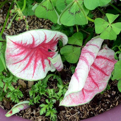 Caladium 'Fiesta' Bulbs Image