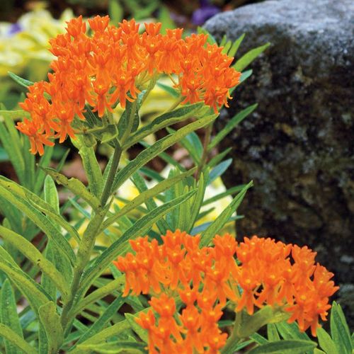 Asclepias Butterfly Weed Image