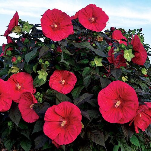 Hibiscus 'Mars Madness' Rose Mallow Image