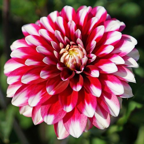 Dahlia Karma&reg; 'Yin Yang' Bulb Image