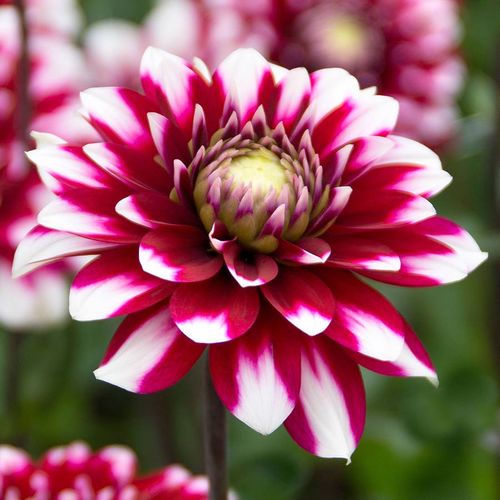 Dahlia Karma&reg; 'Yin Yang' Bulb Image