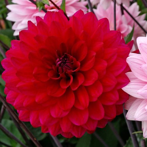 Dahlia Naomi&reg; and Prospero&reg; Mix Bulbs Image