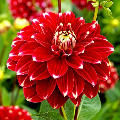 Dahlia 'Red Rock' Bulb Image