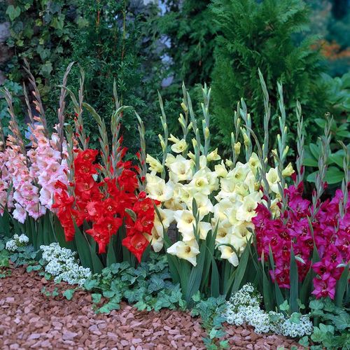Gladiolus Glamini&reg; Mixed Bulbs Image