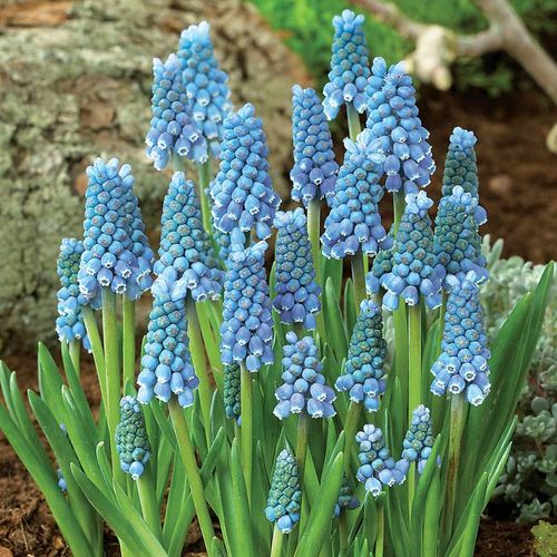 Muscari 'Ocean Magic' Bulbs Image