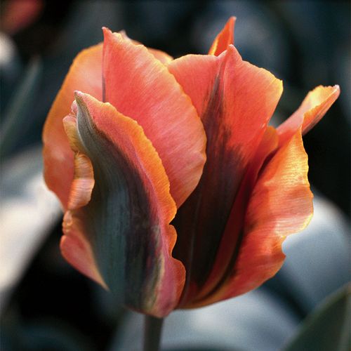 Tulipa 'Artist' Bulbs Image
