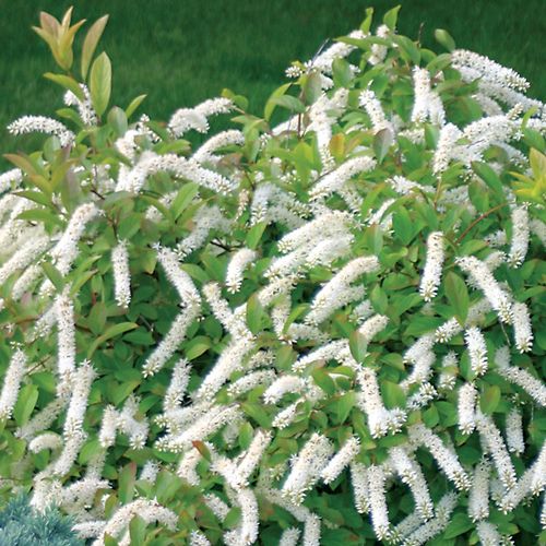 Itea Little Henry&reg; Image