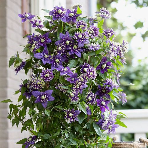 Clematis 'Taiga' Image