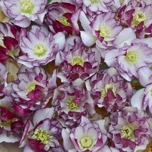 Helleborus Wedding Party&reg; 'Blushing Bridesmaid' Image