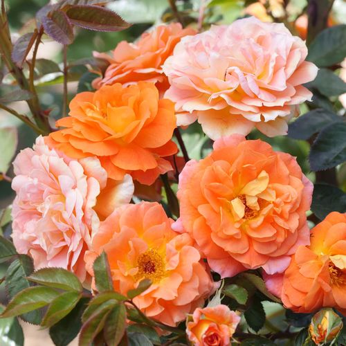 Tangerine Flames Climbing Rose Image