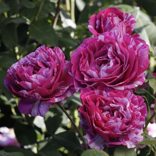 Show Your Stripes Grandiflora Rose Image