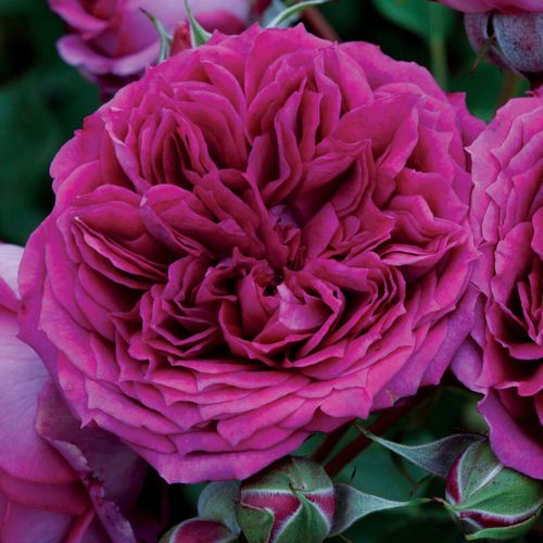 Like No Other Floribunda Rose Image