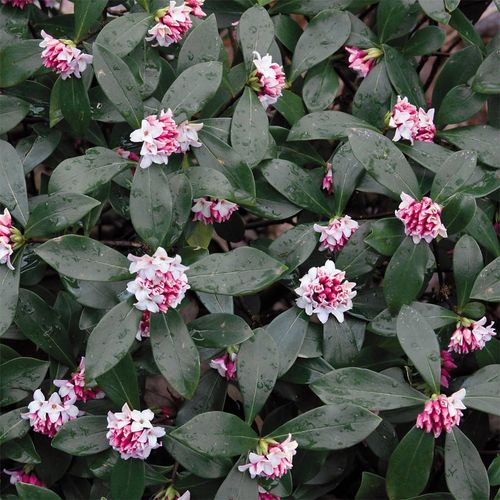 Daphne odora Pink Image