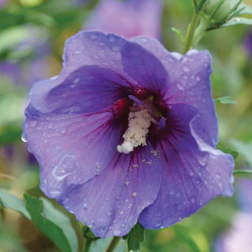 Hibiscus Paraplu Violet&reg; Rose of Sharon Image