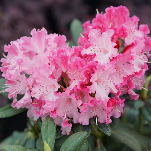 Rhododendron Dandy Man Color Wheel&reg; Image