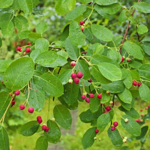 Amelanchier Serviceberry Image