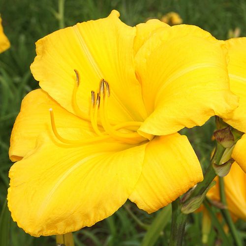 Hemerocallis 'Buttered Popcorn' Image