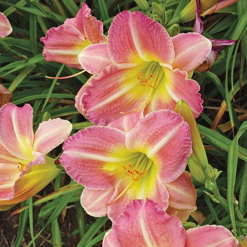 Hemerocallis 'Pink Tirzah' Image