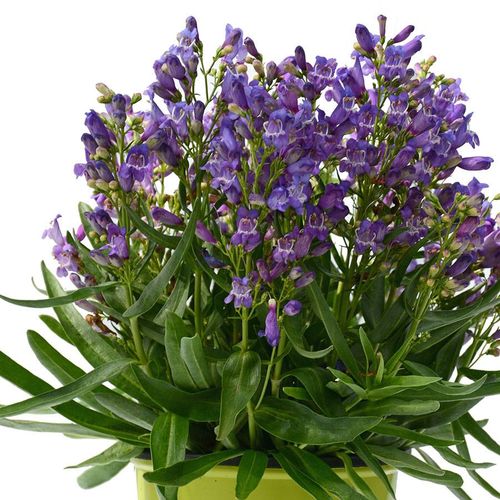 Penstemon Blue Rock Candy&reg; Image