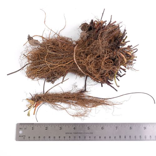 Fragaria 'Seascape' Strawberry Image