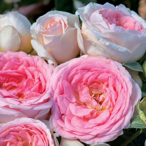 Sweet Rose of Mine Floribunda Rose Image