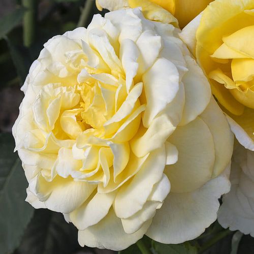 Larger Than Life Hybrid Tea Rose Image