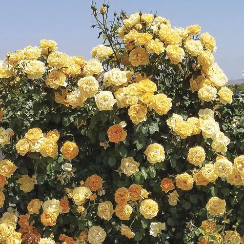 Cup of Gold Climbing Rose Image
