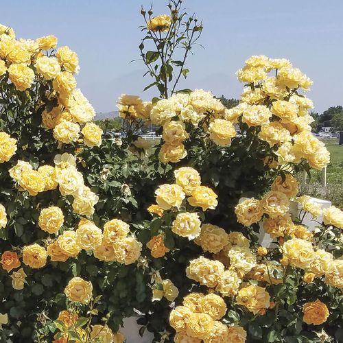 Cup of Gold Climbing Rose Image