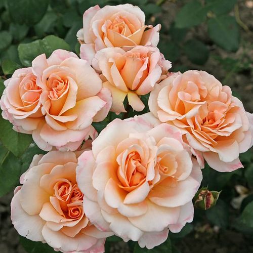 Oh Happy Day&trade; Eleganza&reg; Hybrid Tea Rose Image