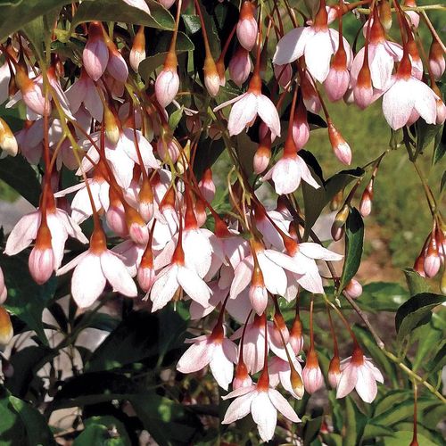 Marley's Pink&reg; Japanese Snowbell Image