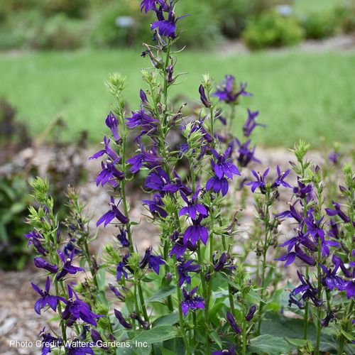 Lobelia STARSHIP&trade; Blue Image