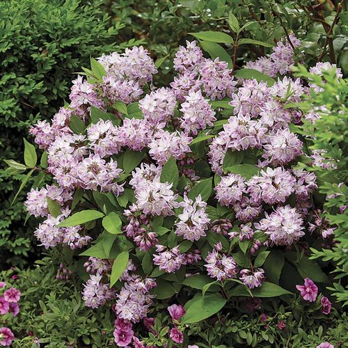 Deutzia Raspberry Sundae Image