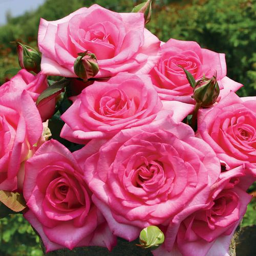 Beverly Eleganza&reg; Hybrid Tea Rose Image