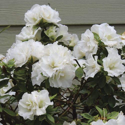Rhododendron Perfecto Mundo&reg; Double White Azalea Image