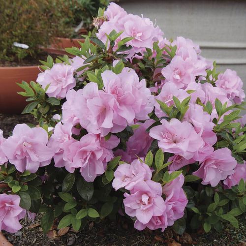 Rhododendron Perfecto Mundo&reg; Double Pink Azalea Image