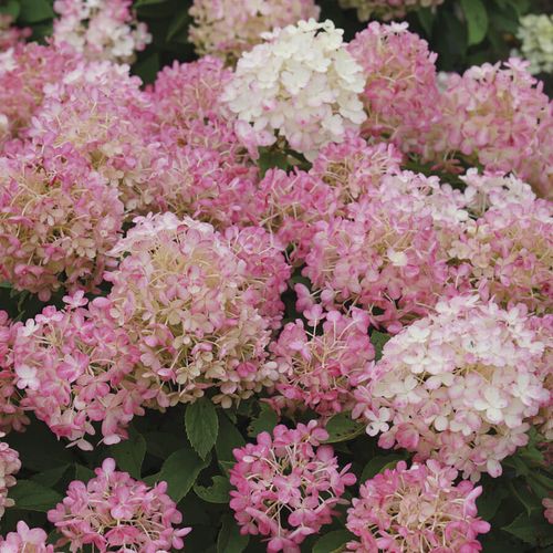Hydrangea Fire Light Tidbit&trade; Image