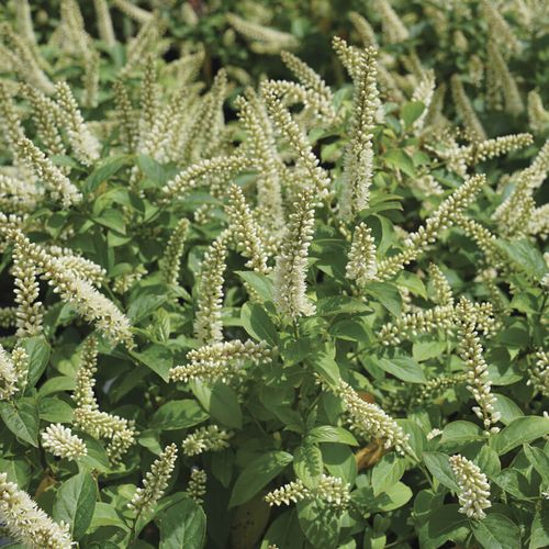 Itea FIZZY MIZZY&trade; Image