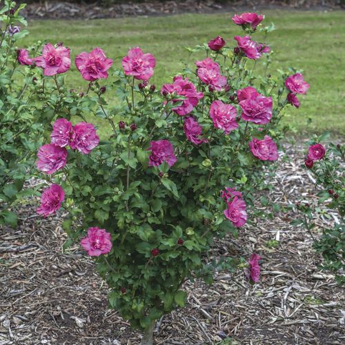 Hibiscus Magenta Chiffon&reg; Rose of Sharon Image