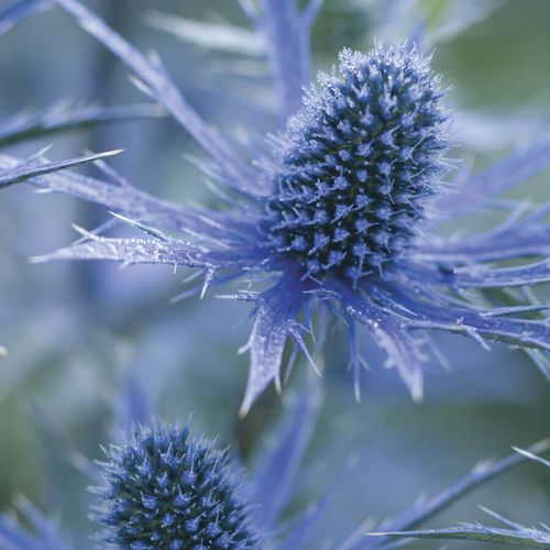 Eryngium 'Big Blue' Image