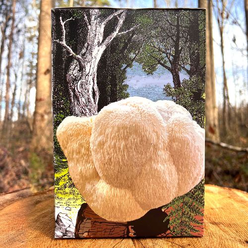Mushroom Lion's Mane Pom Pom Countertop Kit Image