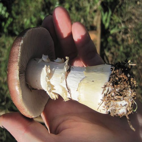 Garden Giant King Stropharia Mushroom Image