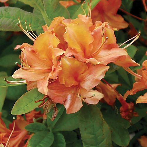 Rhododendron 'Mandarin Lights' Azalea Image