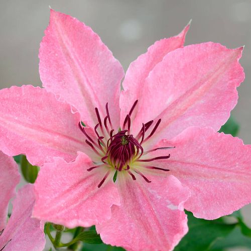 Clematis Sarah Elizabeth Image